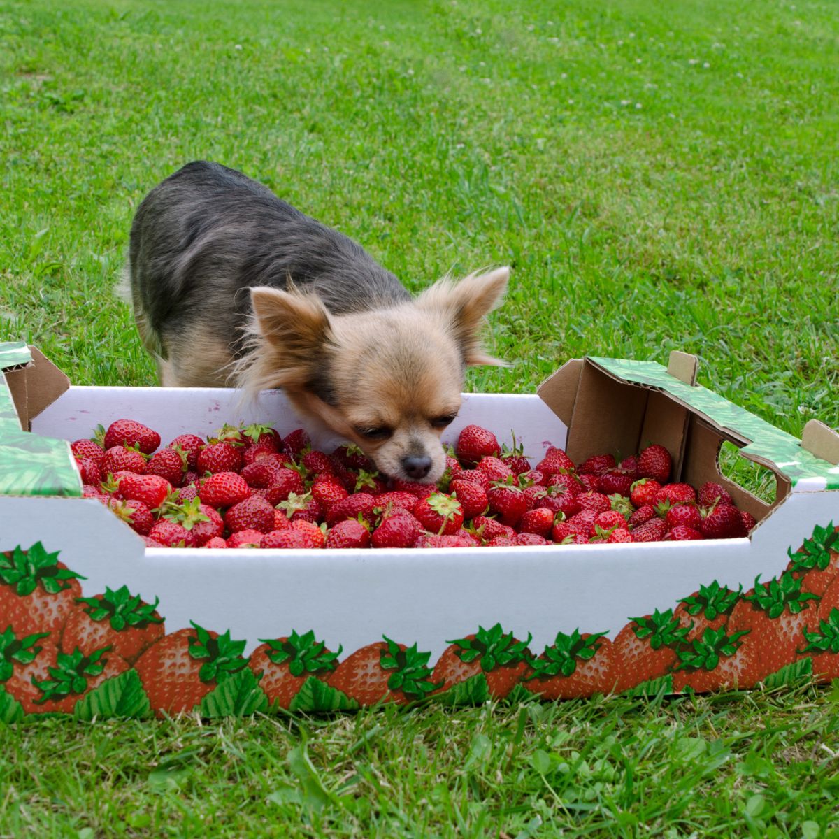 are strawberries good for dogs