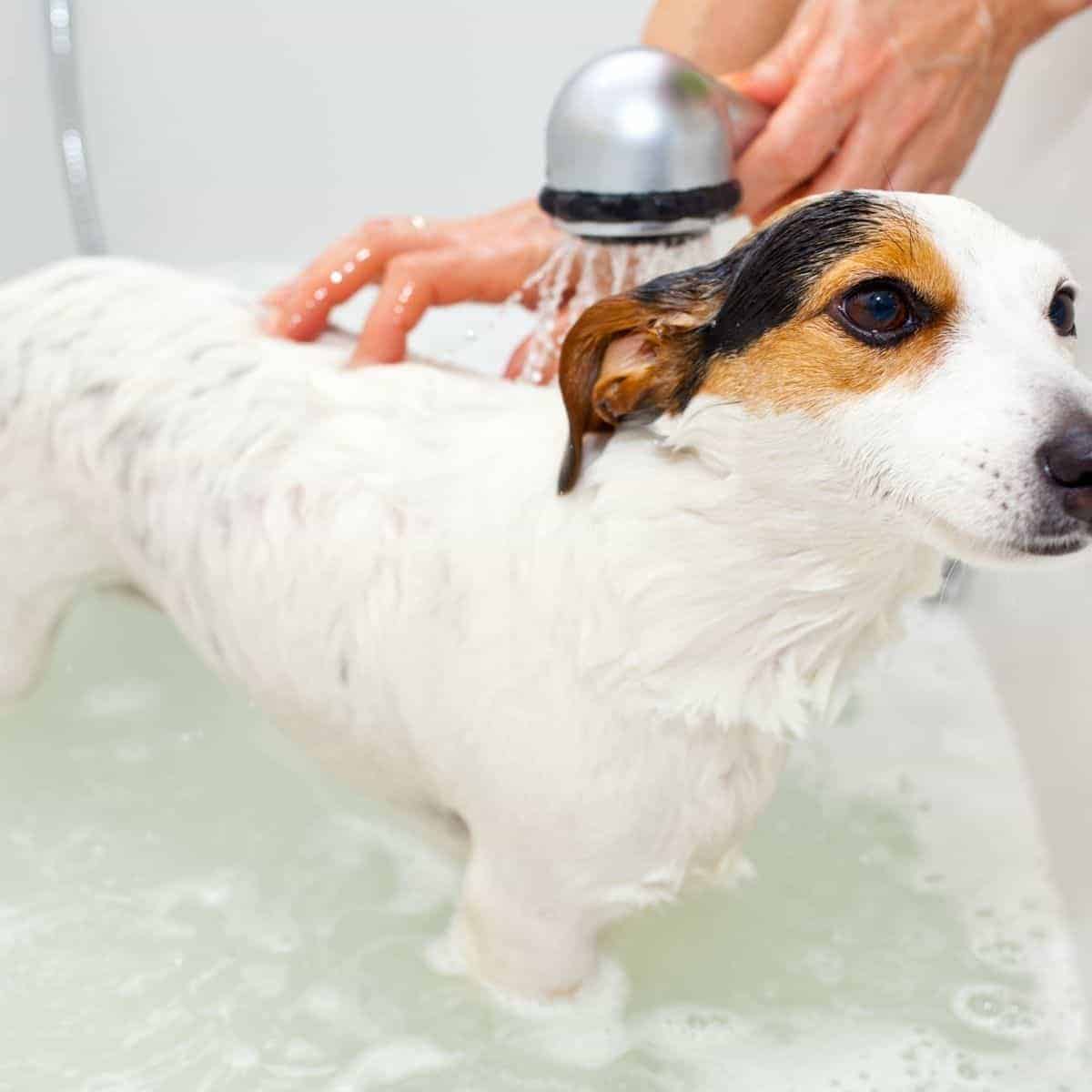 bathing a dog