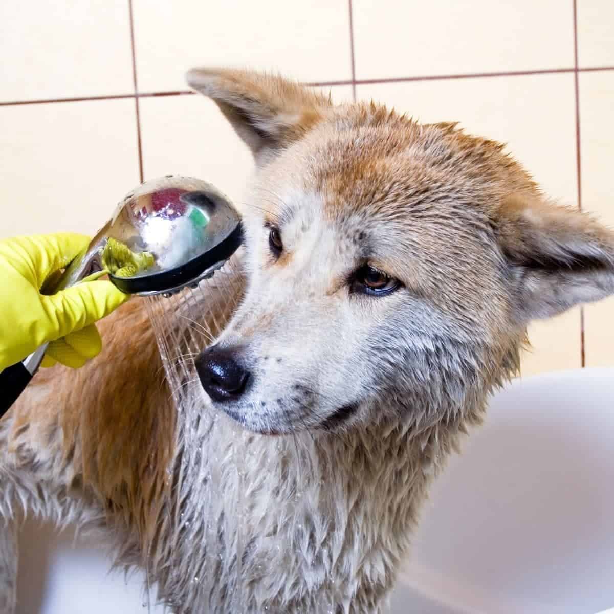 bathing dog