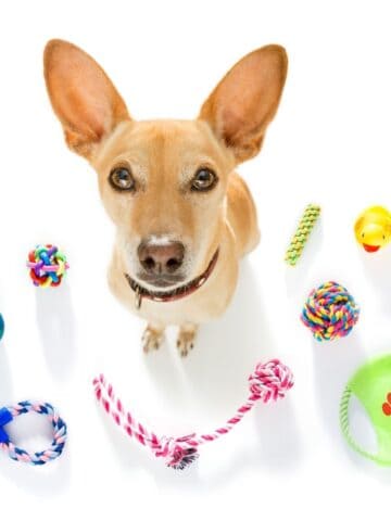 17 of The Best of Dog Toys for Puppies
