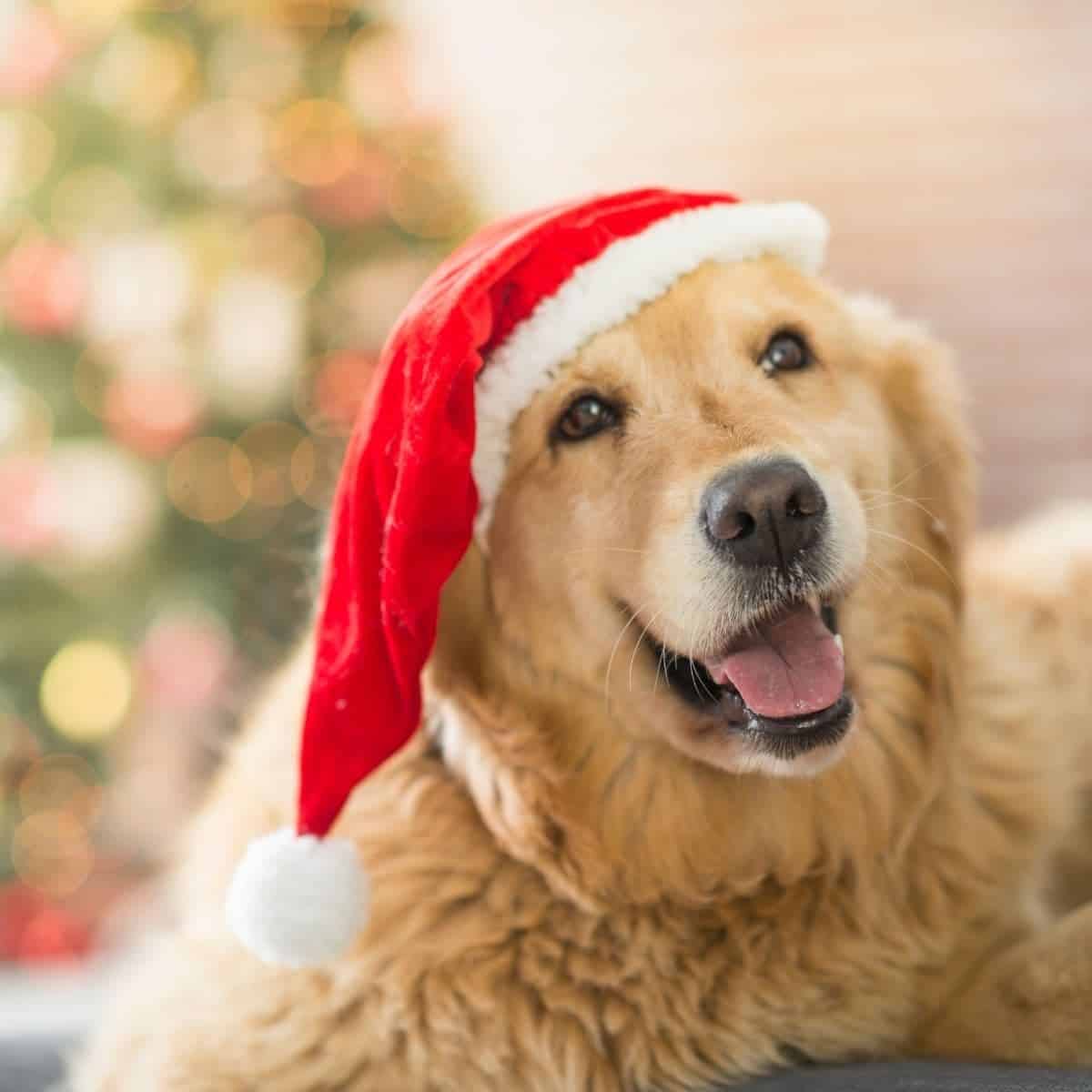 Top 5 Best Christmas Toys for Dogs House that Barks