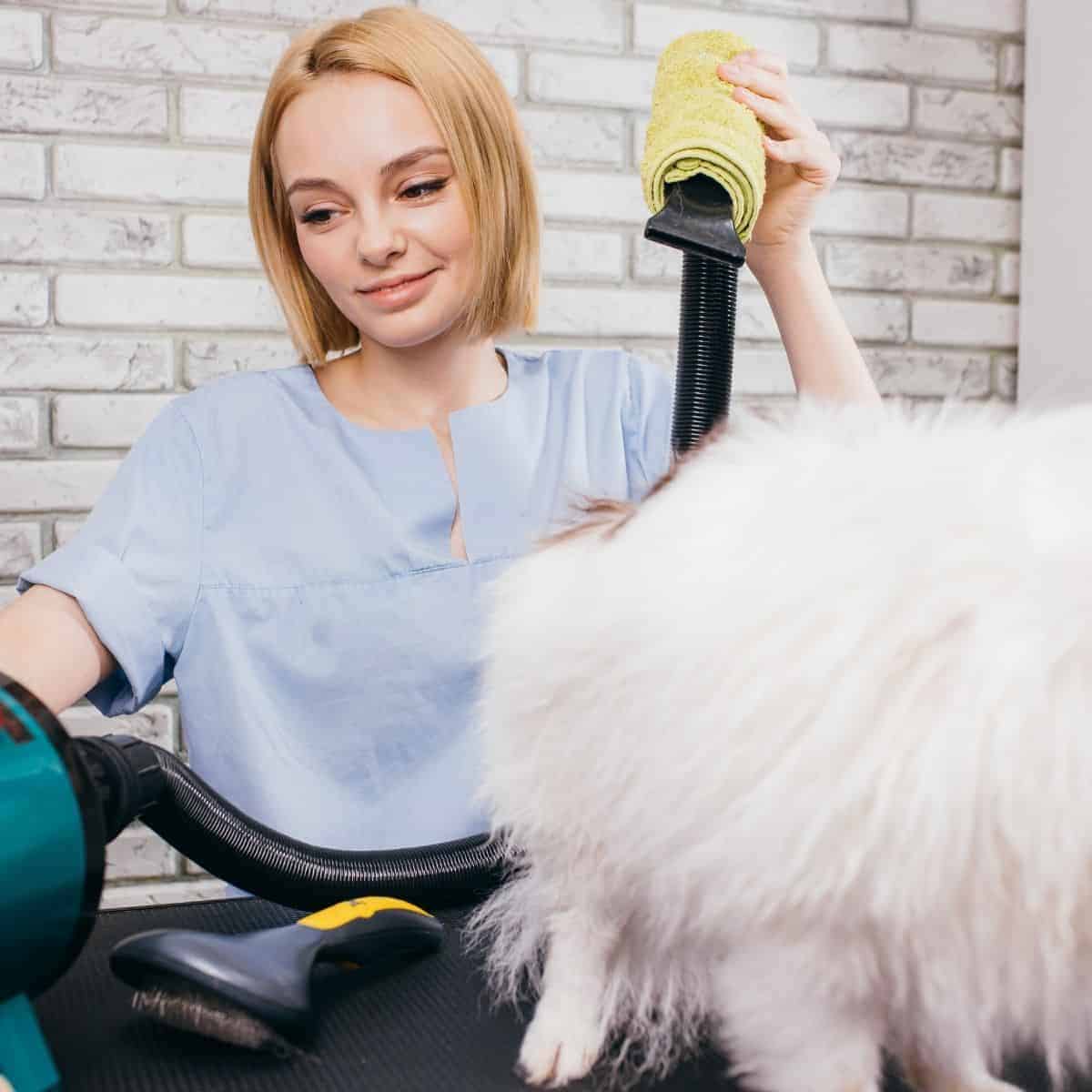blow drying a dog
