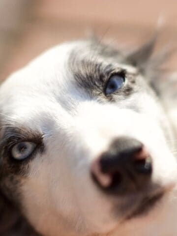 Blue and Cloudy Eyes in Dogs: How to Spot Health Concerns