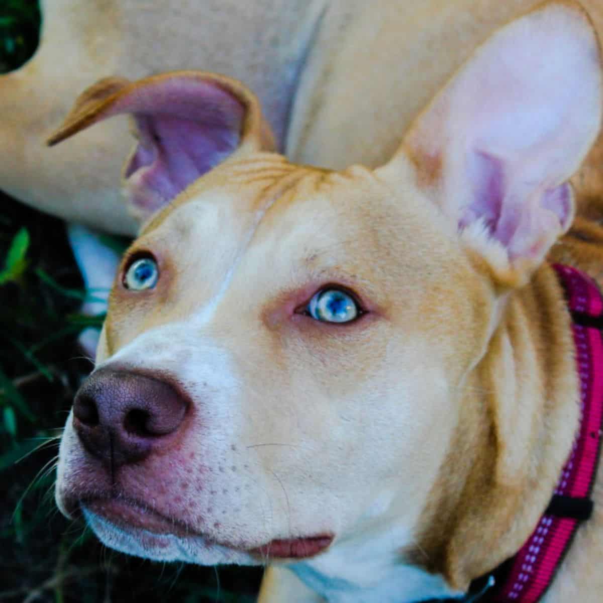 blue and cloudy eye dogs