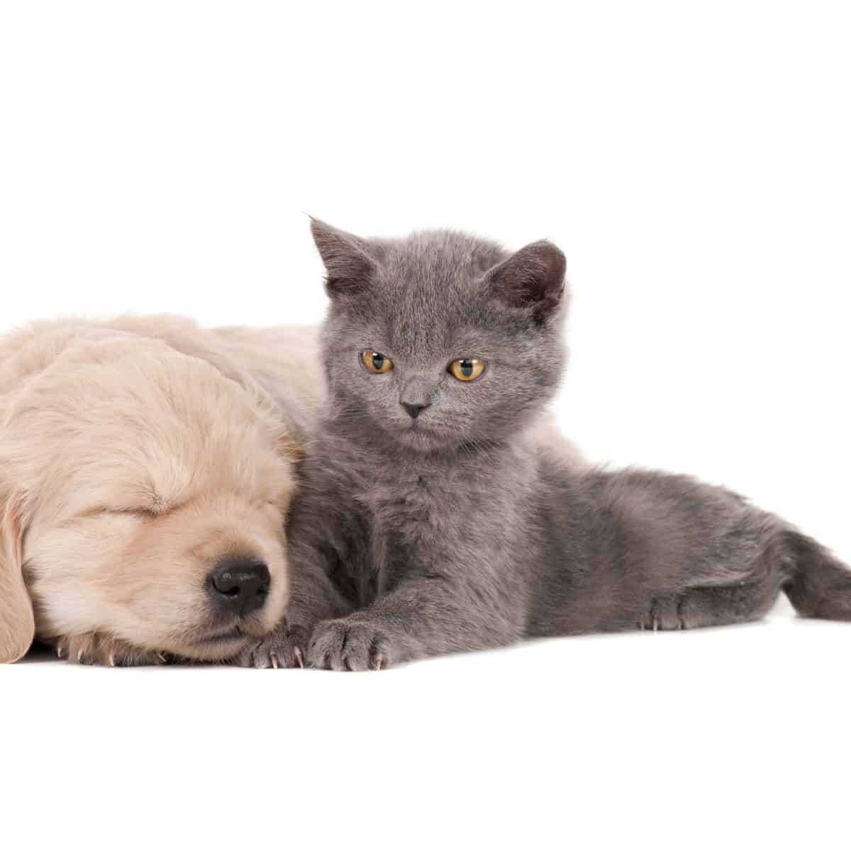 can cats and dogs get along