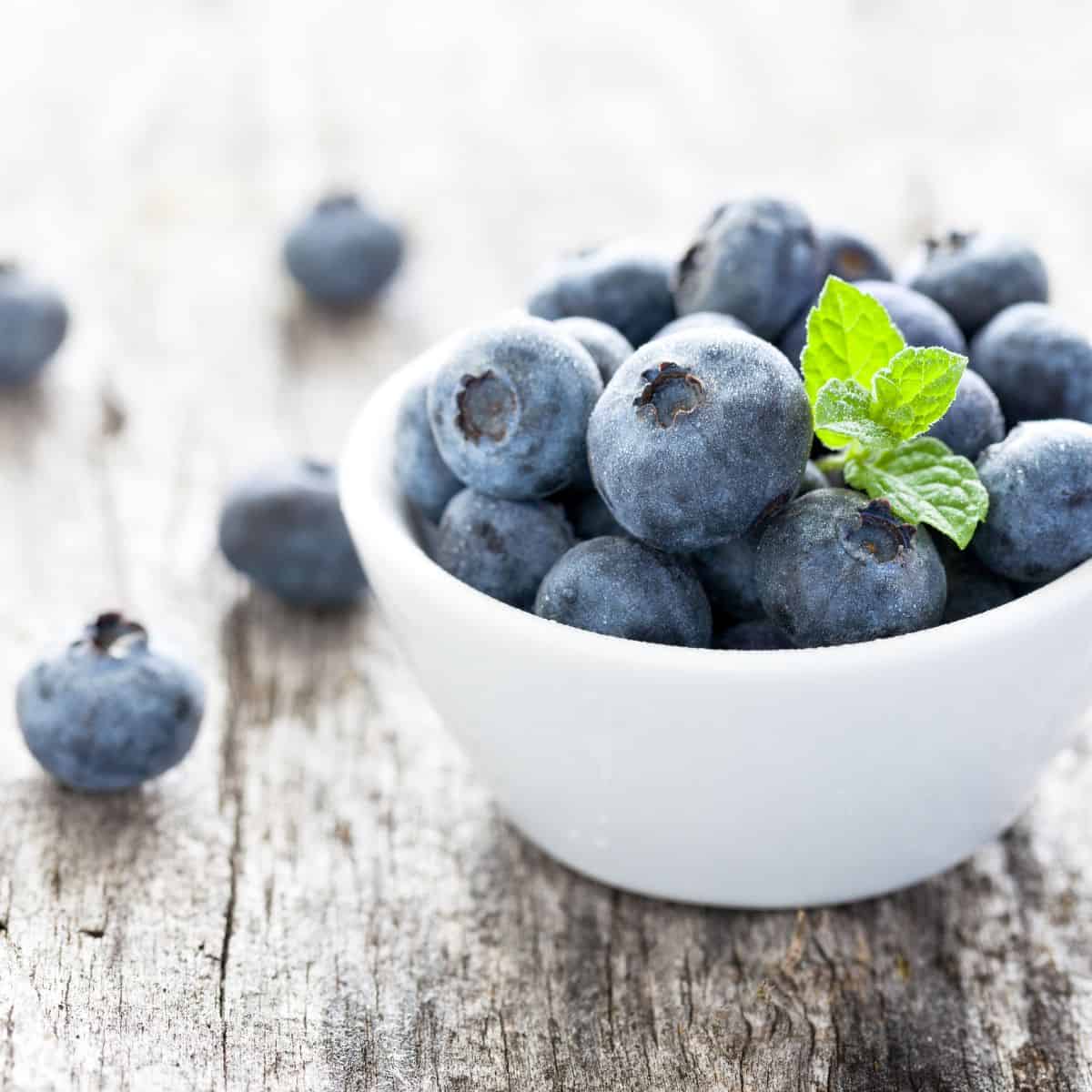 dog eat blueberries.