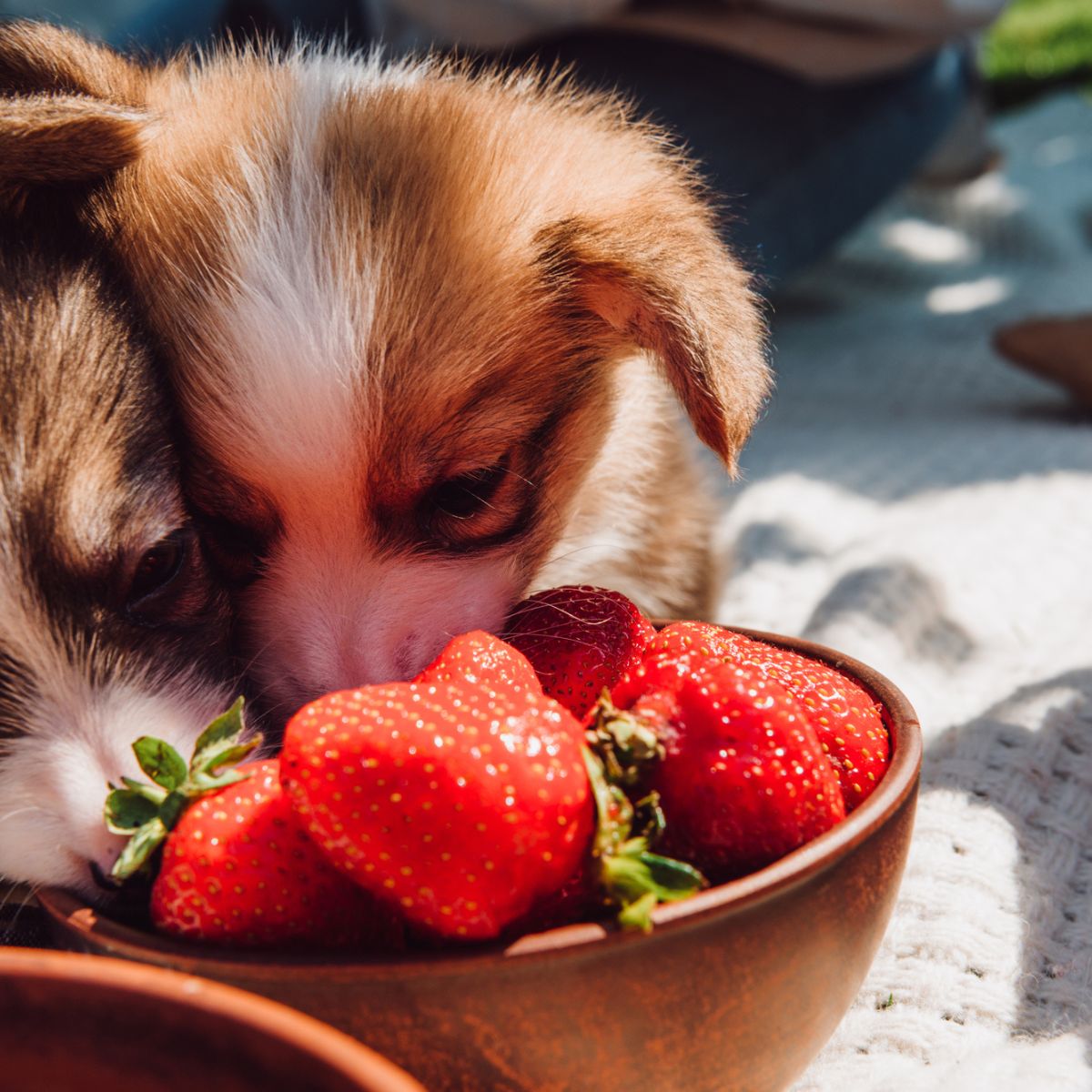 can dogs eat strawberries