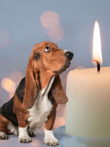 candles safe for dogs