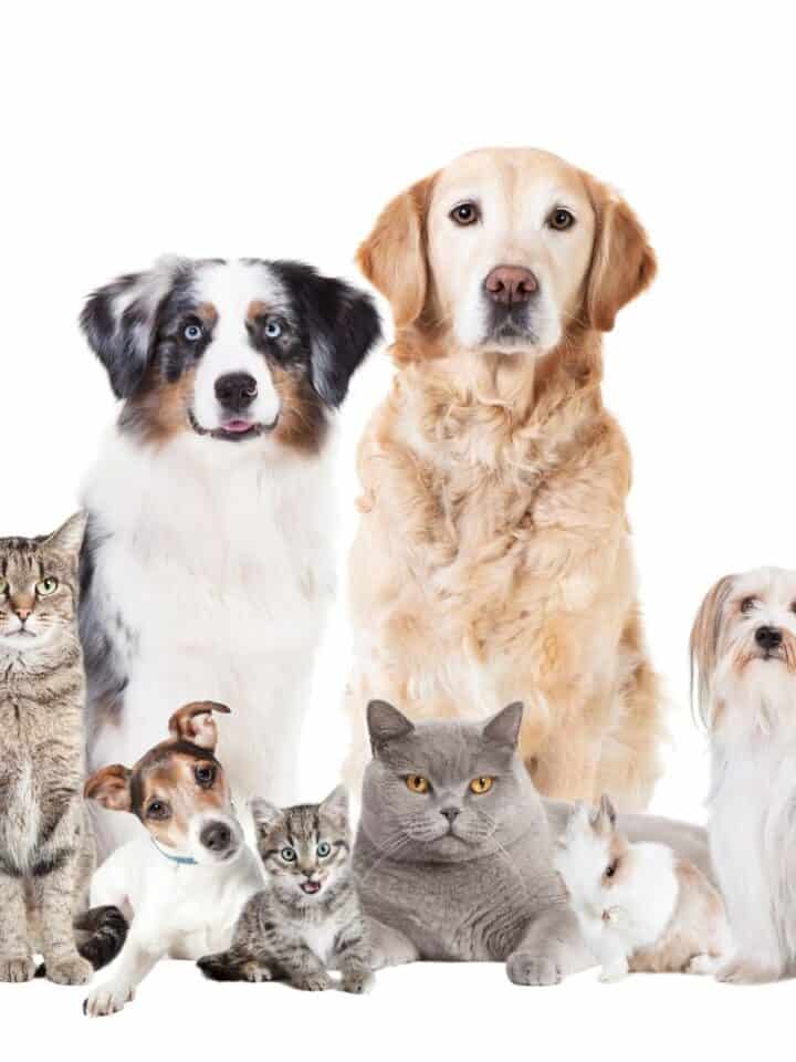 Cats vs Dogs: Are you a cat or dog person?