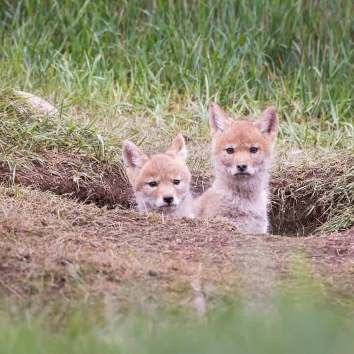 How to Keep Your Dog Safe From Coyotes - House that Barks