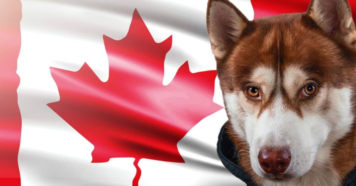 International Pet Shipping From Vietnam To Canada