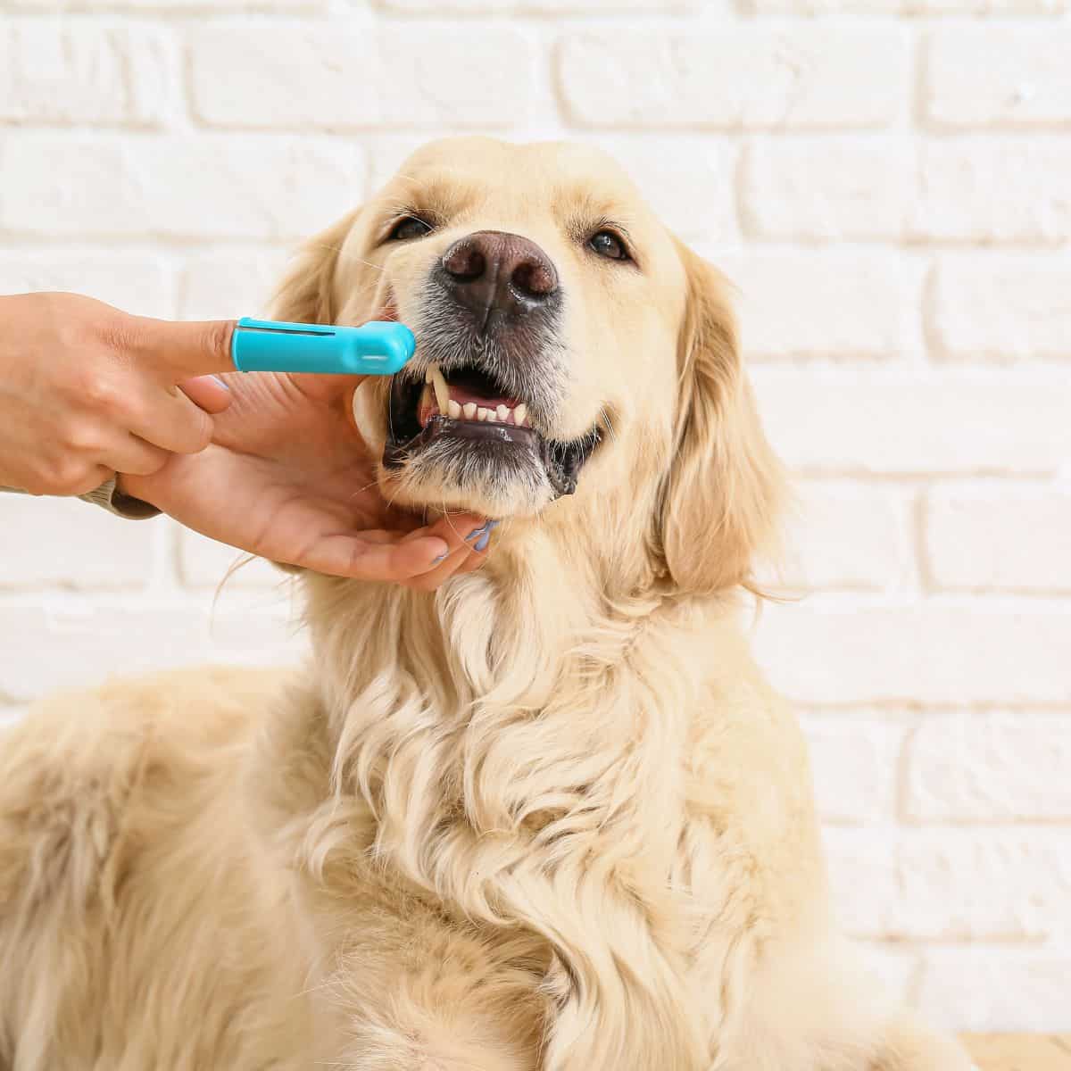 dental care for dogs