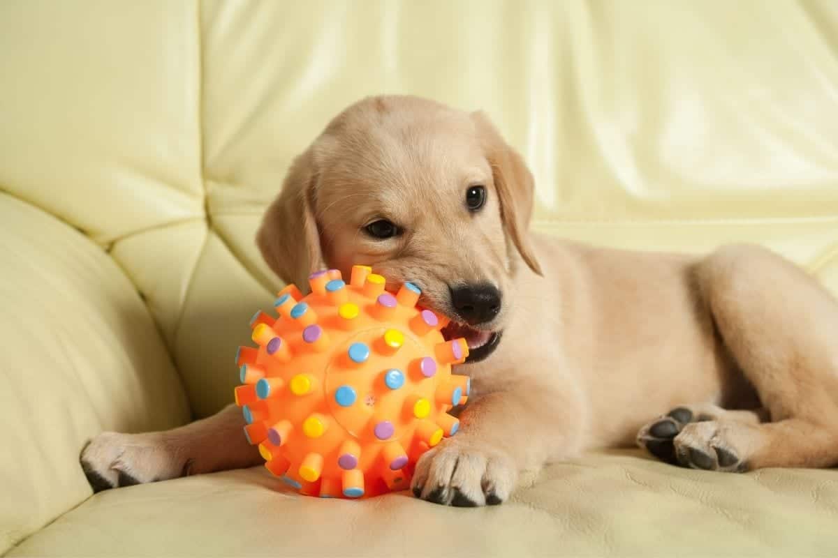 dog ball toy