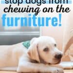How to Stop Your Dog Chewing The Furniture