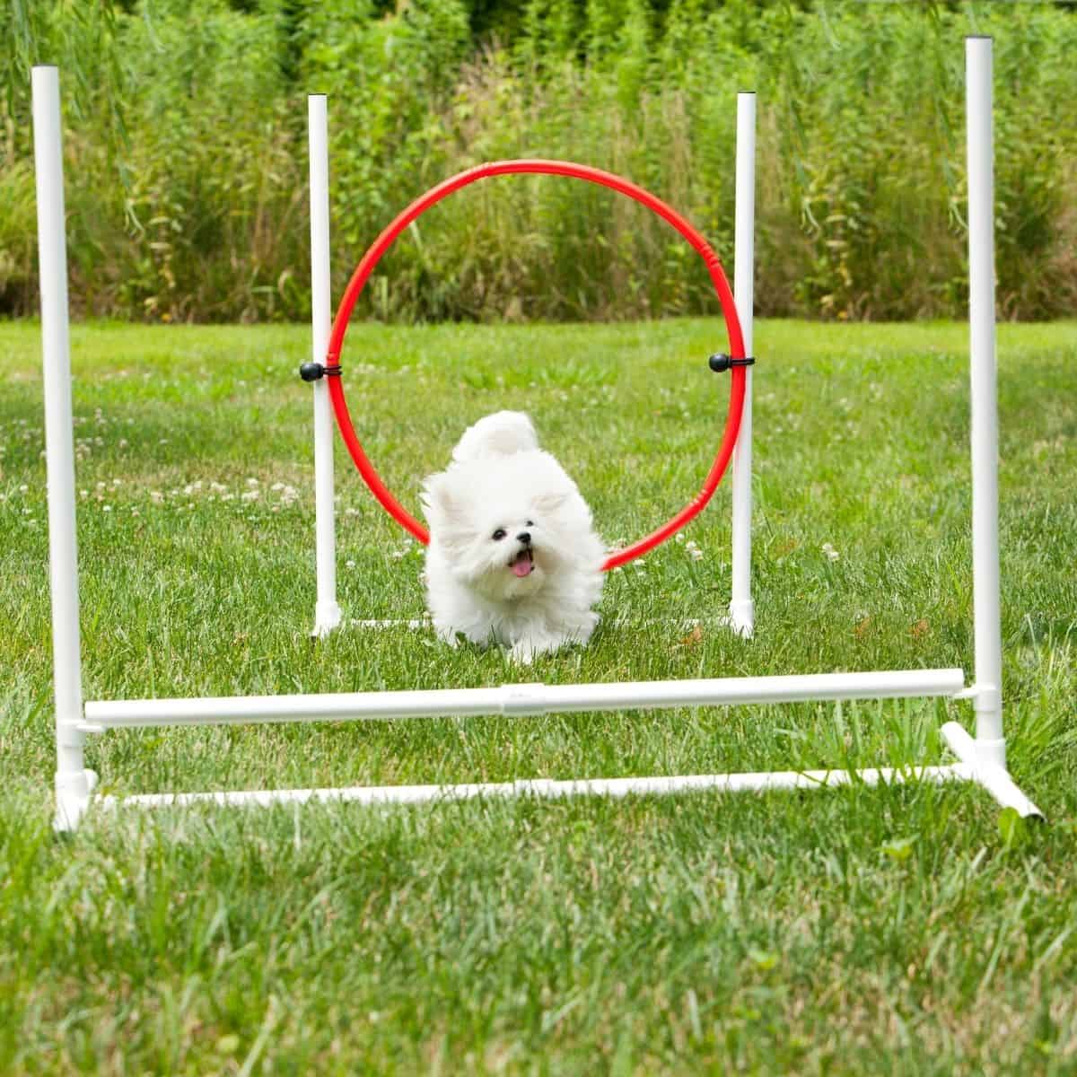 dog enrichment dog enrichment