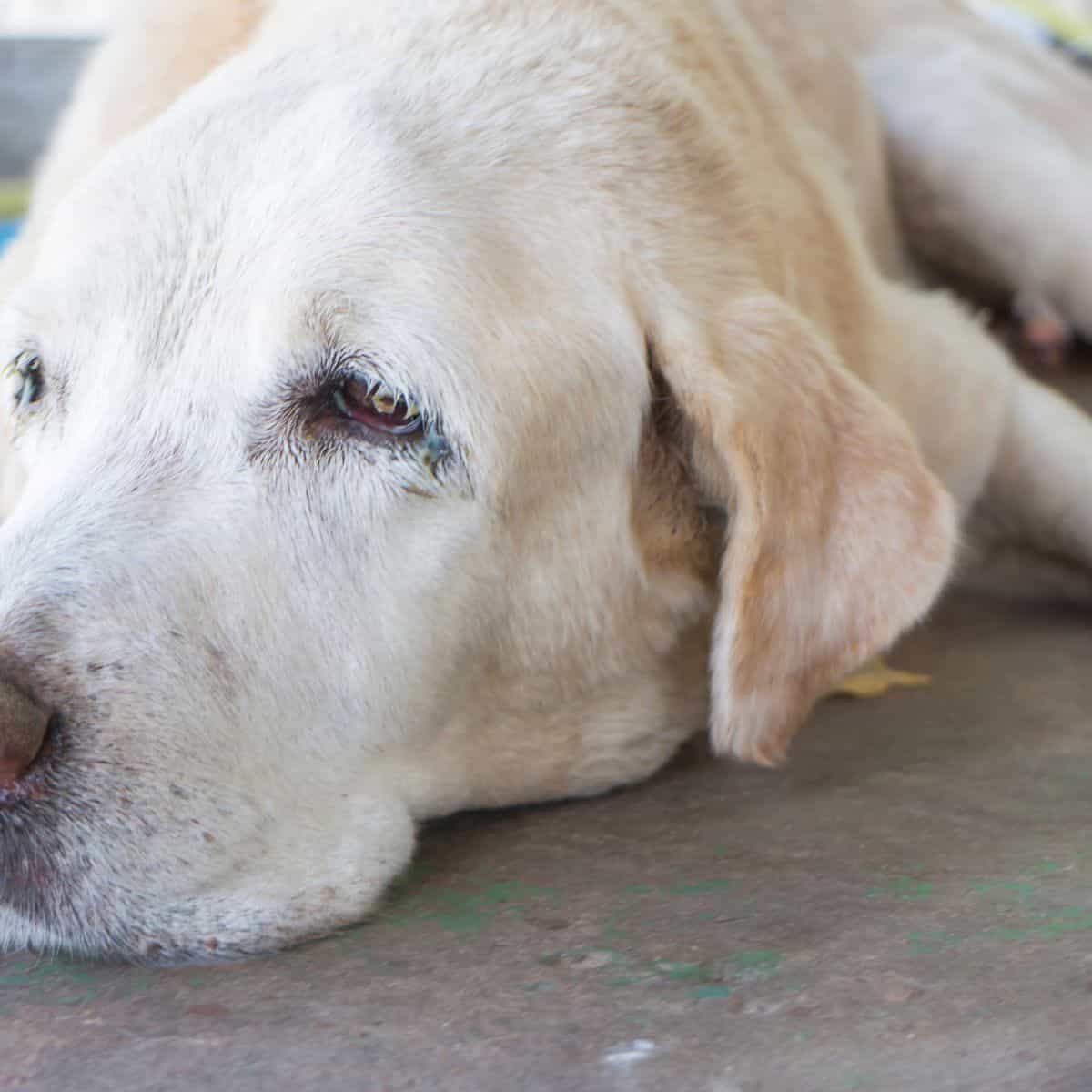 old dogs