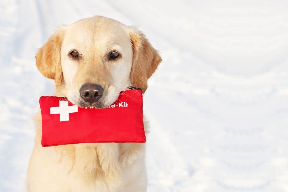 dog first aid