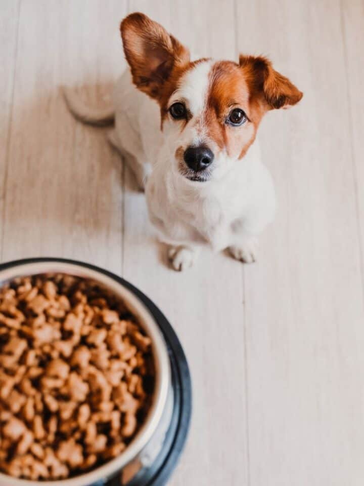 What Dog Food Ingredients Should I Avoid