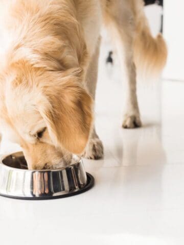 Dog Food Recall: Fromm Canned Dog Food