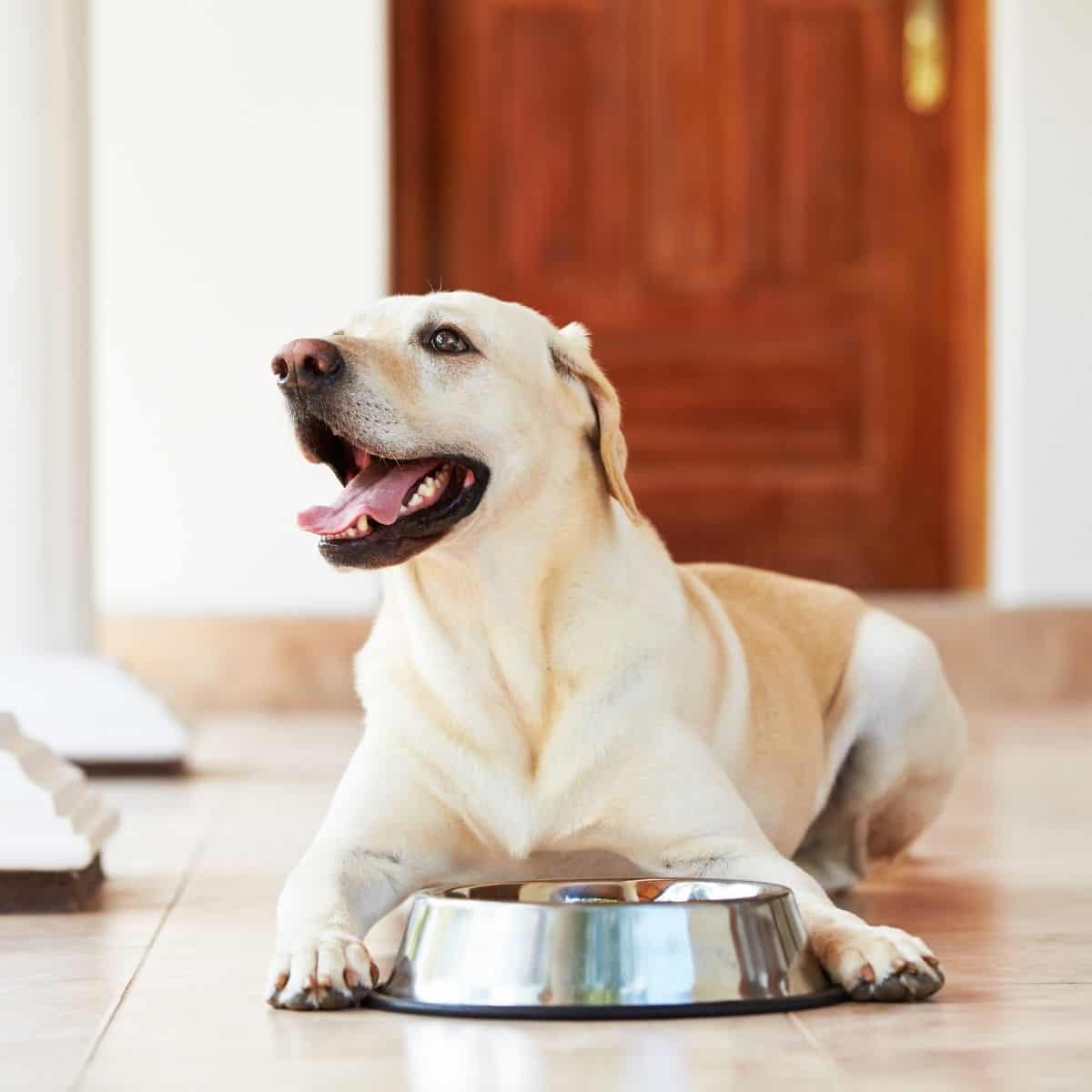 dog food recall fromm