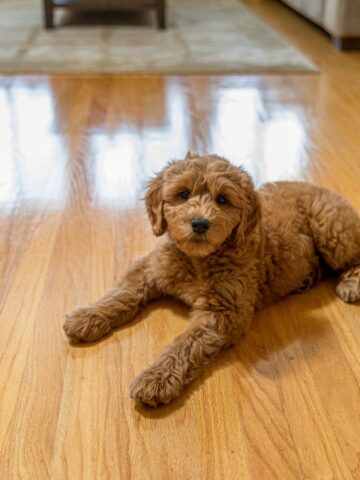 dog friendly flooring