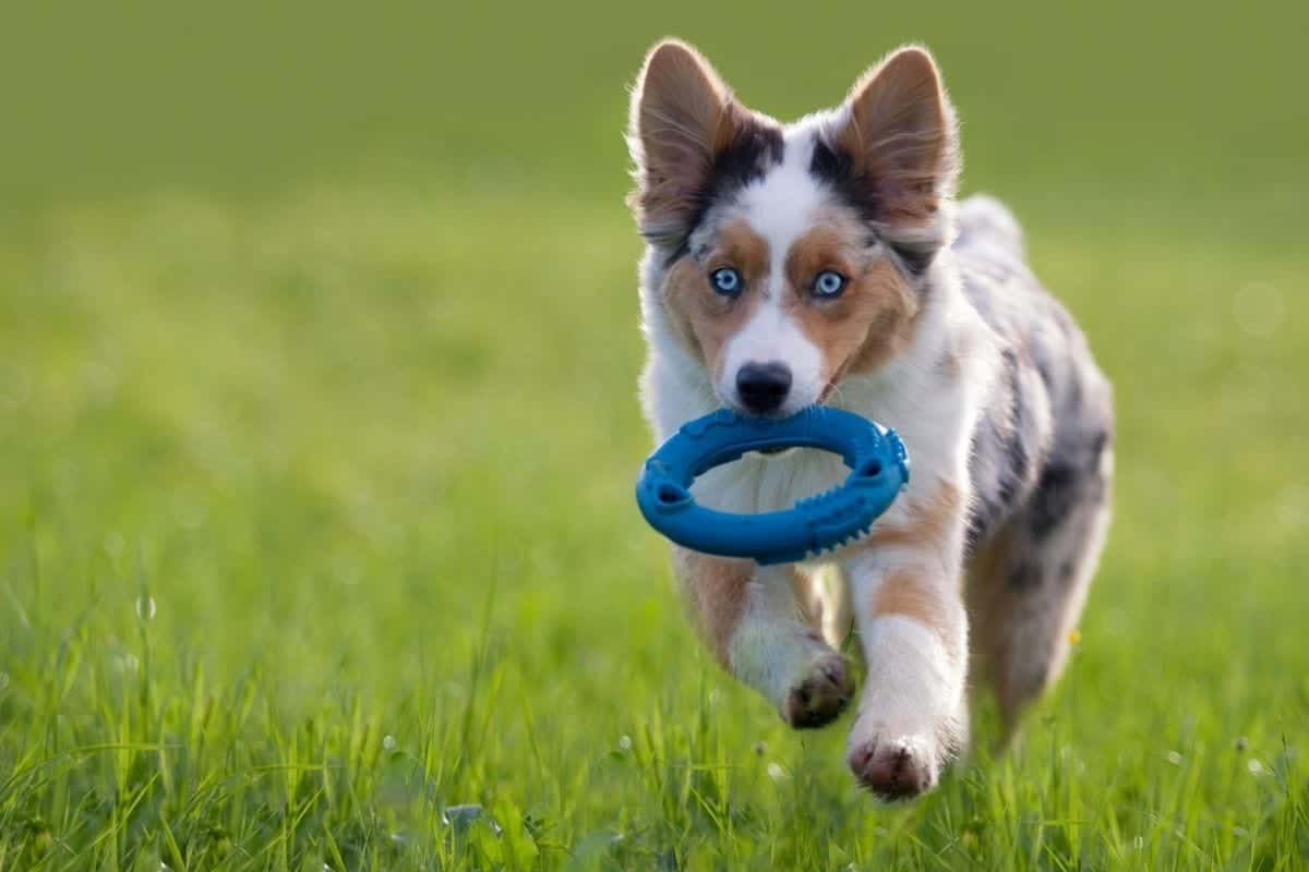 dog frisbee