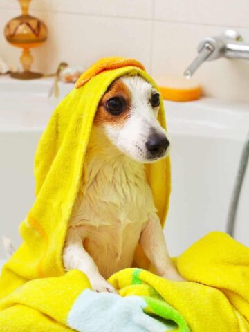 How Often Should I Give My Dog a Bath?