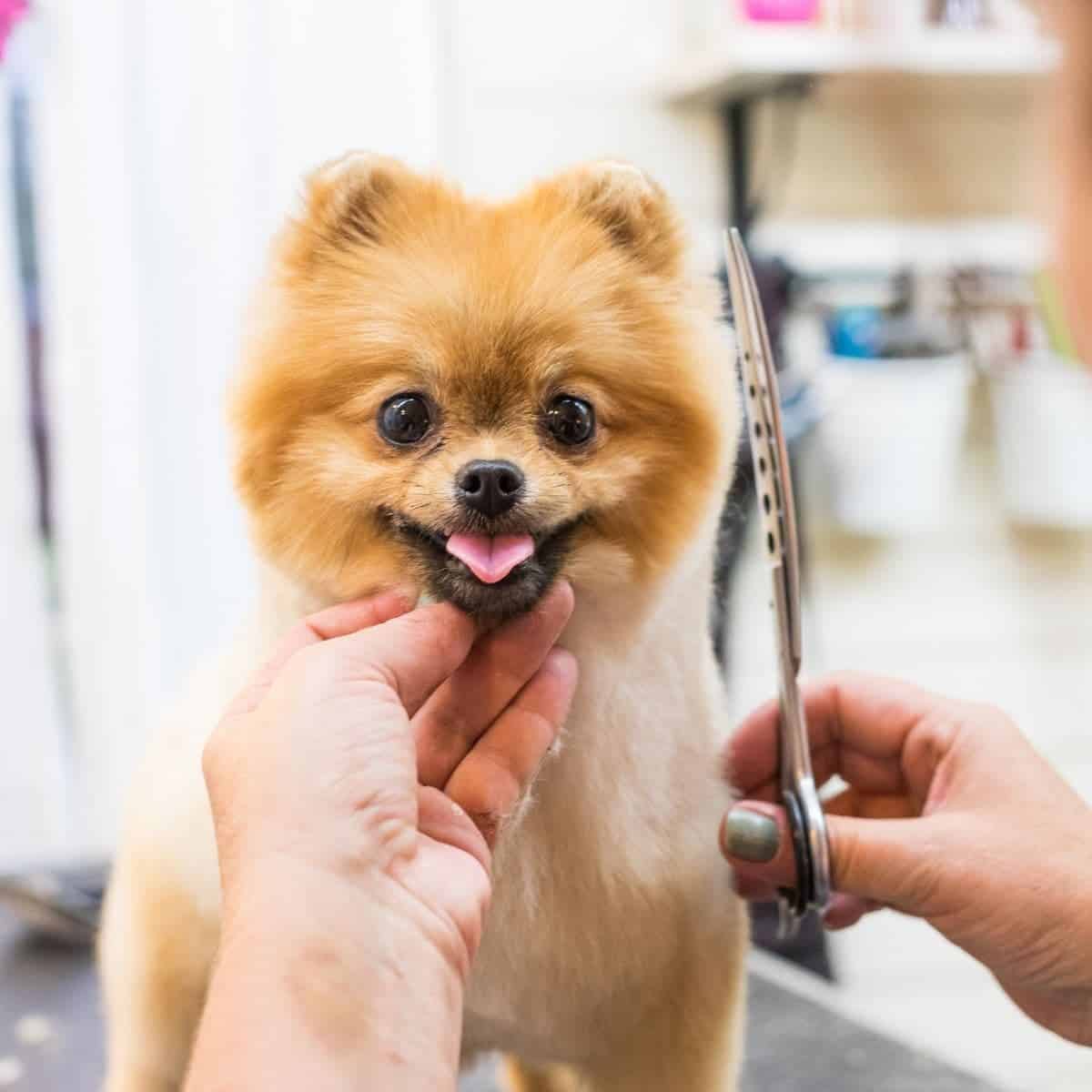 make money working with dogs as a dog groomer