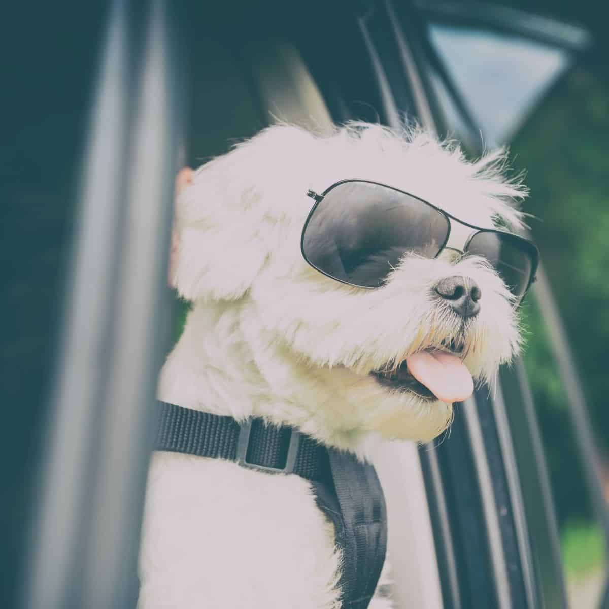 dog happy while traveling