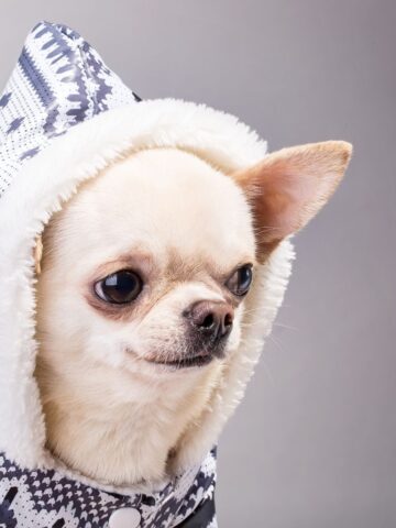 How to Tell if your Dog Needs a Winter Coat?