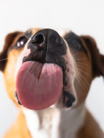 Lick Mats: The Surprising Benefits for Dogs