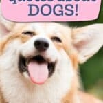 DOG QUOTES
