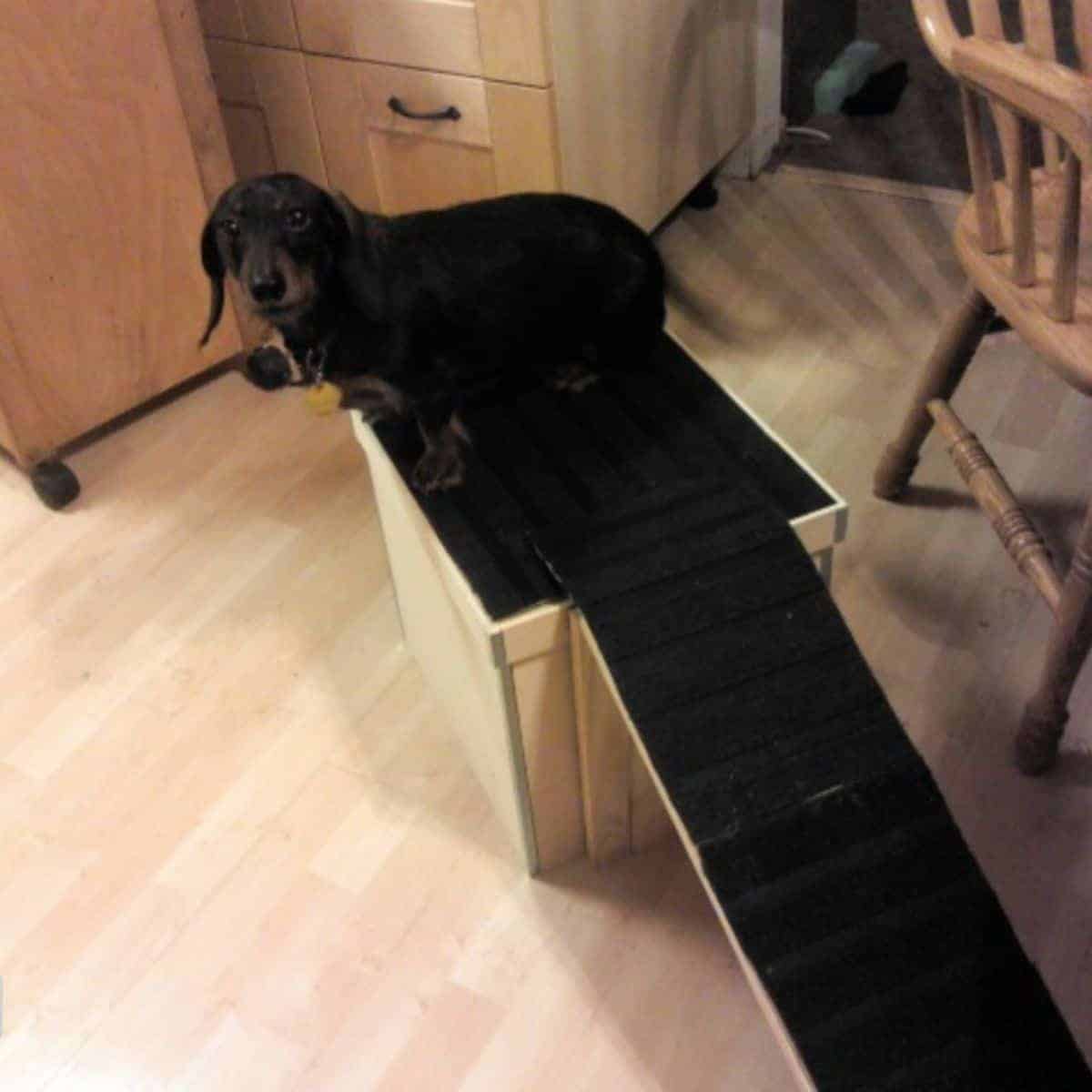 dog ramp