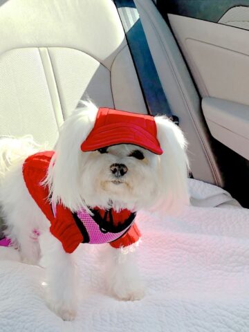 Tips for Keeping your Dog Safe in the Car