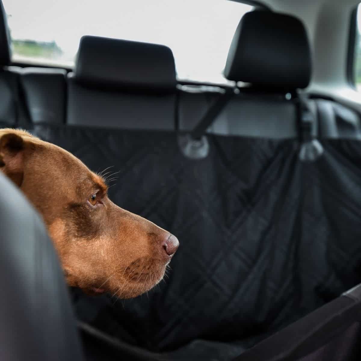 dog hammock