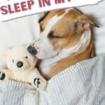 dog sleep in bed pin