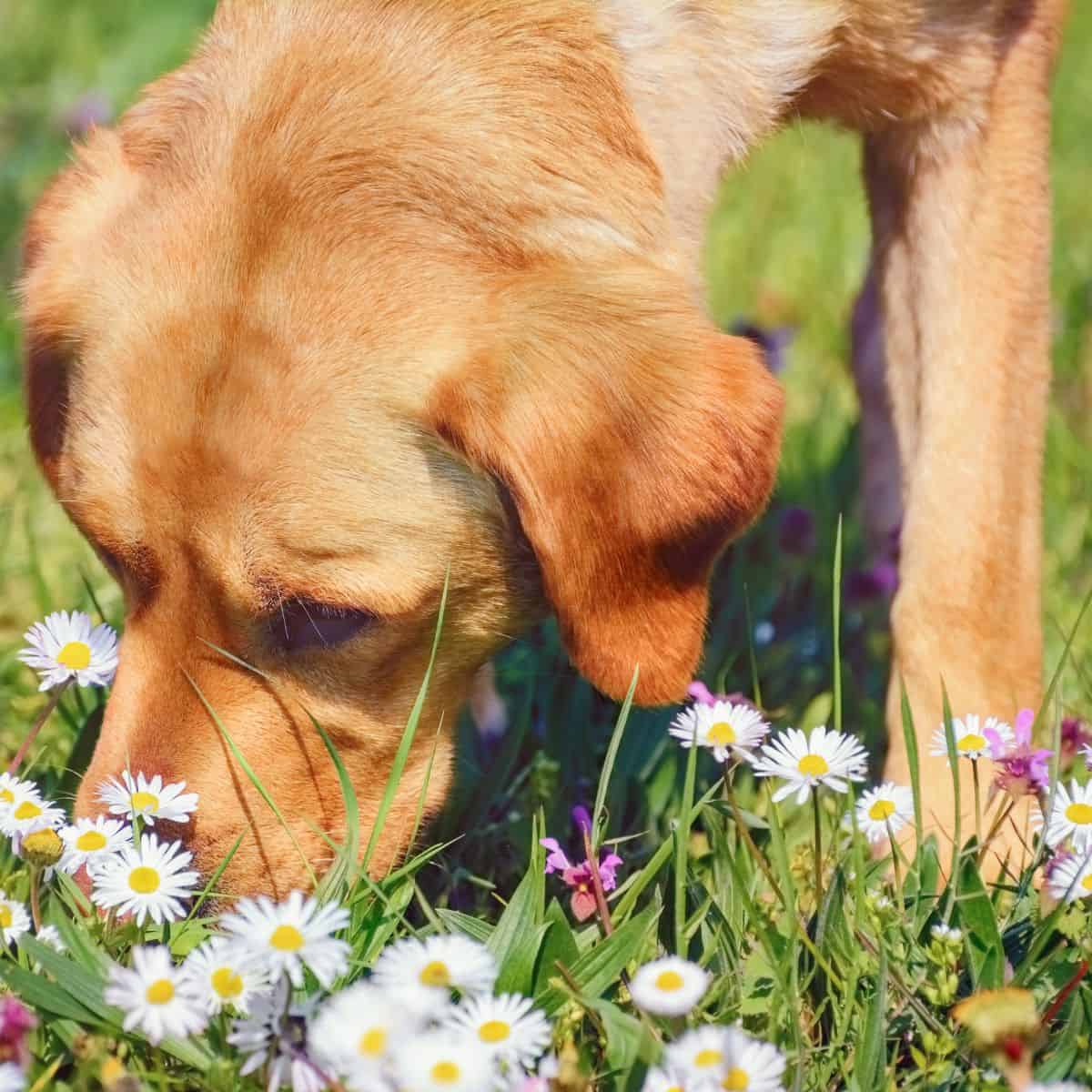 dog gets stung by a bee