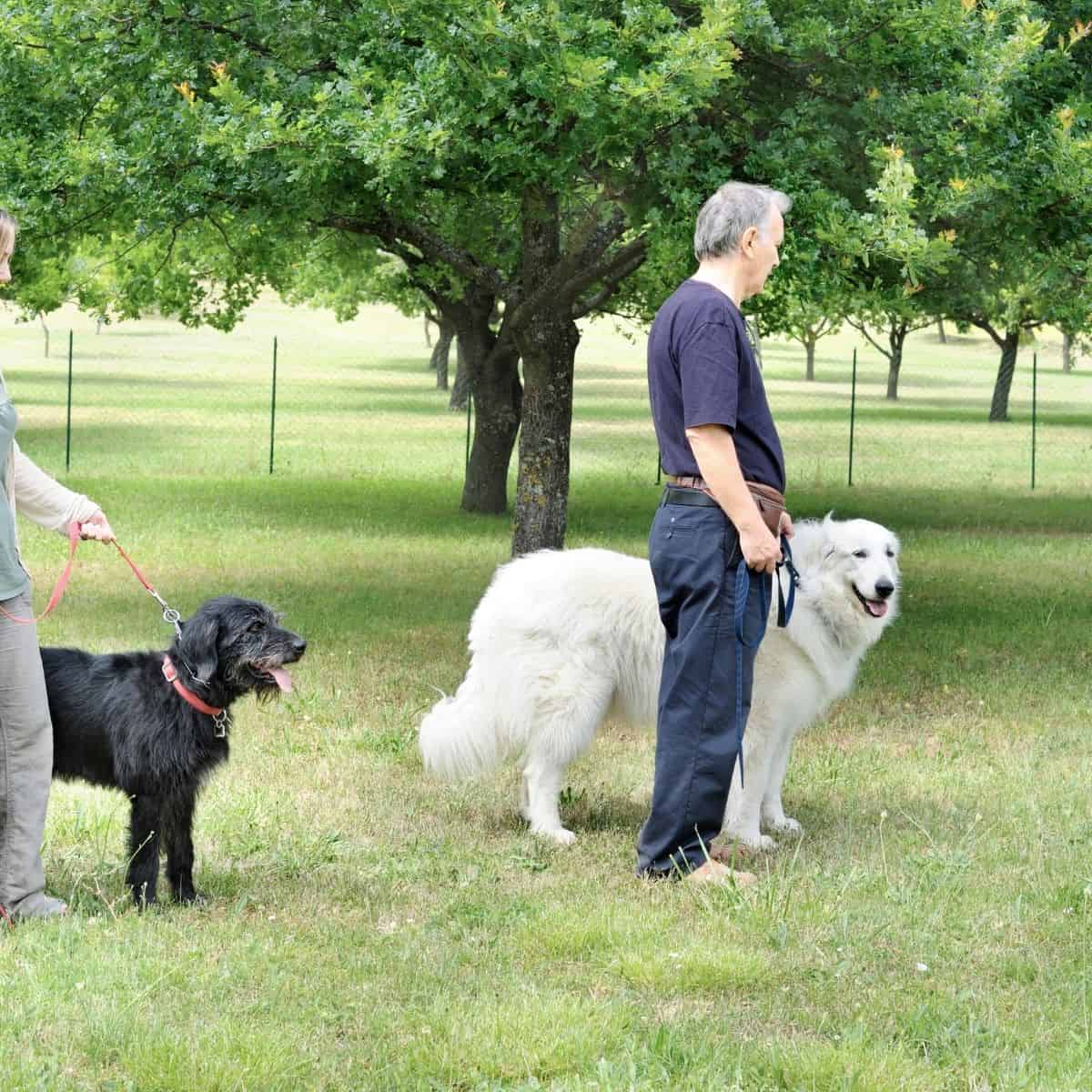 dog trainer with dogs