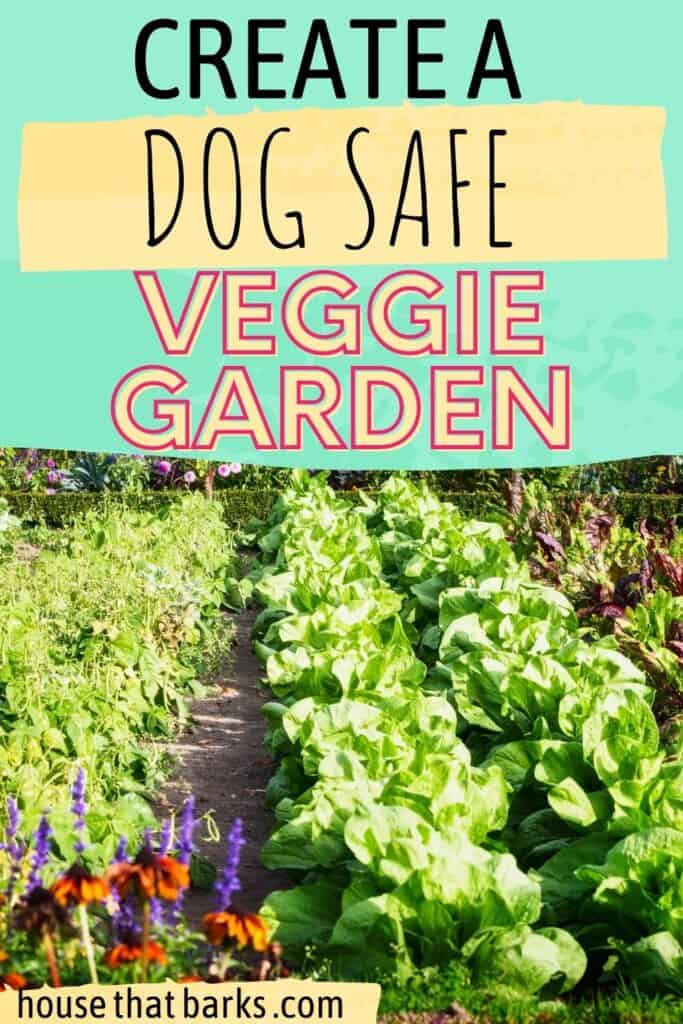 dog veggie garden