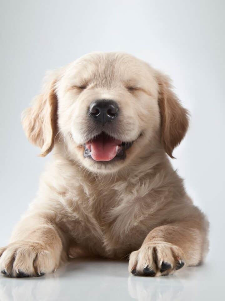 How To Keep My Dog In Heat From Bleeding Everywhere