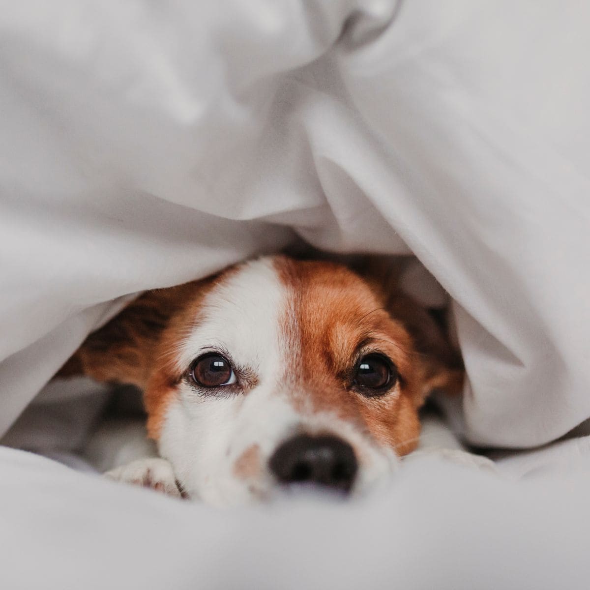 Dogs get colds like humans?