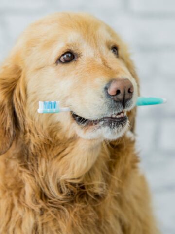 Dental Care for Dogs: Keeping their Smiles Bright and Healthy