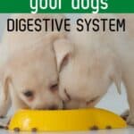 How to Improve a Dog's Digestive System