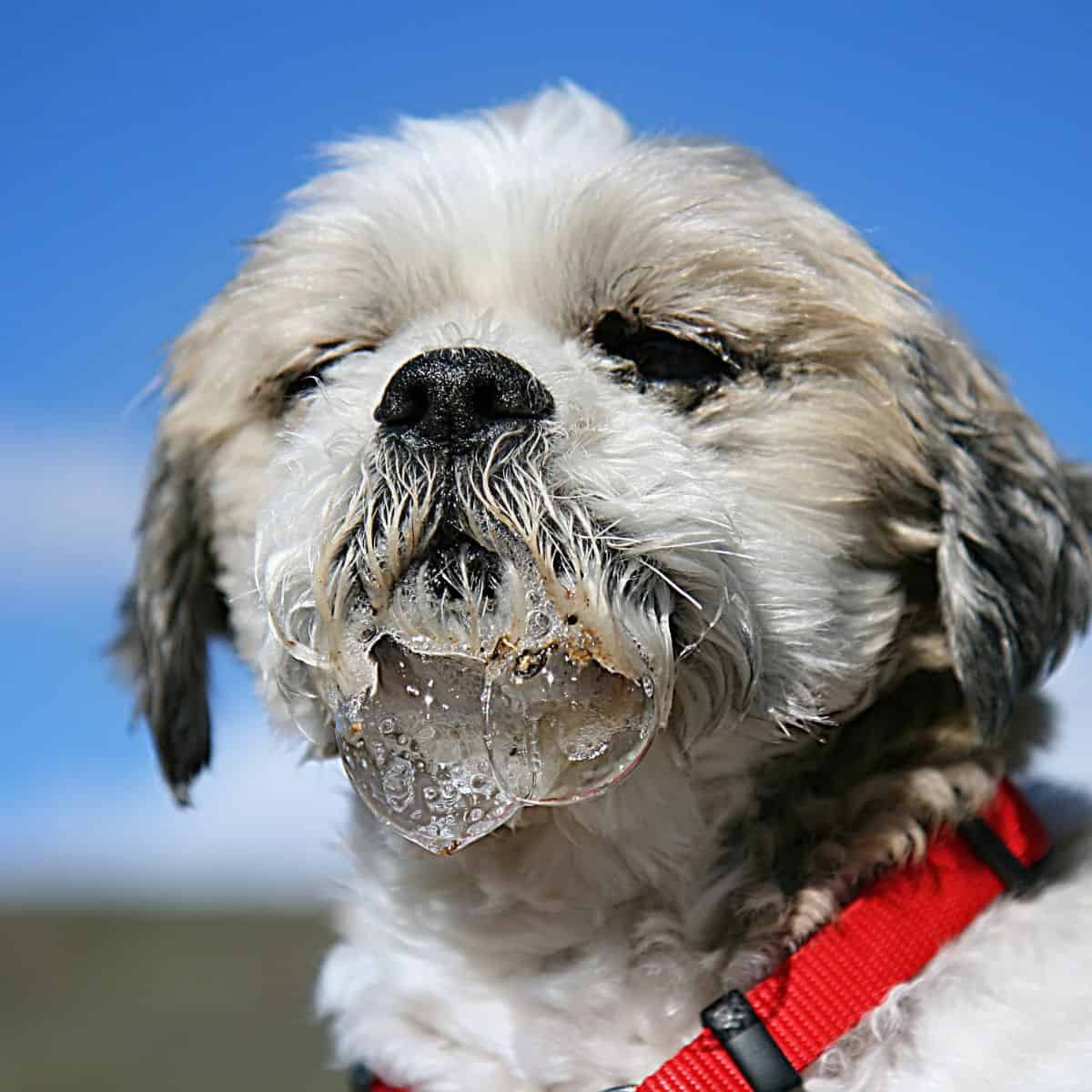 Dogs Drool: The Wet and Wild World of Why Dogs Drool - House that Barks