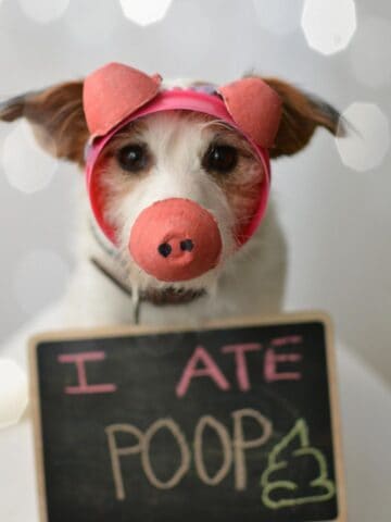 dogs eat poop