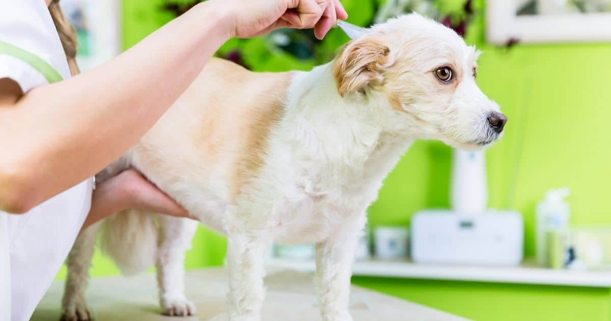 How To Deal With Dog's Flea Allergies Or Flea Infestations | House That Barks
