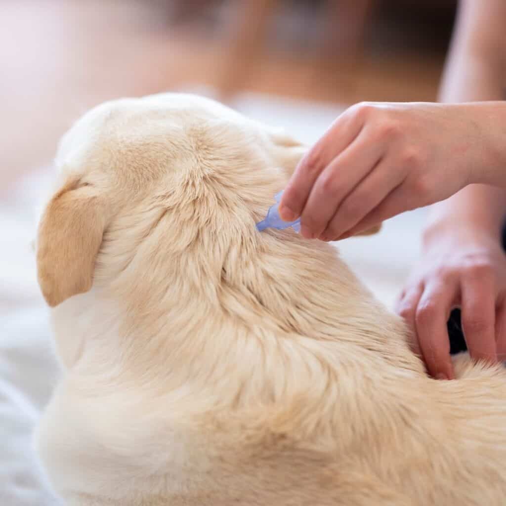 How to Deal with Dog's Flea Allergies or Flea Infestations - House that Barks