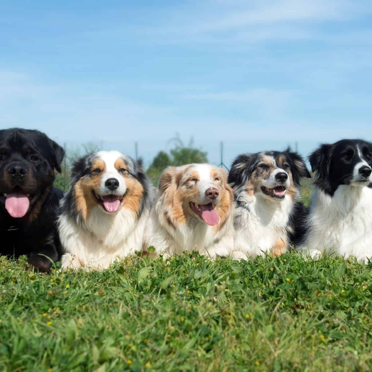 dogs in park