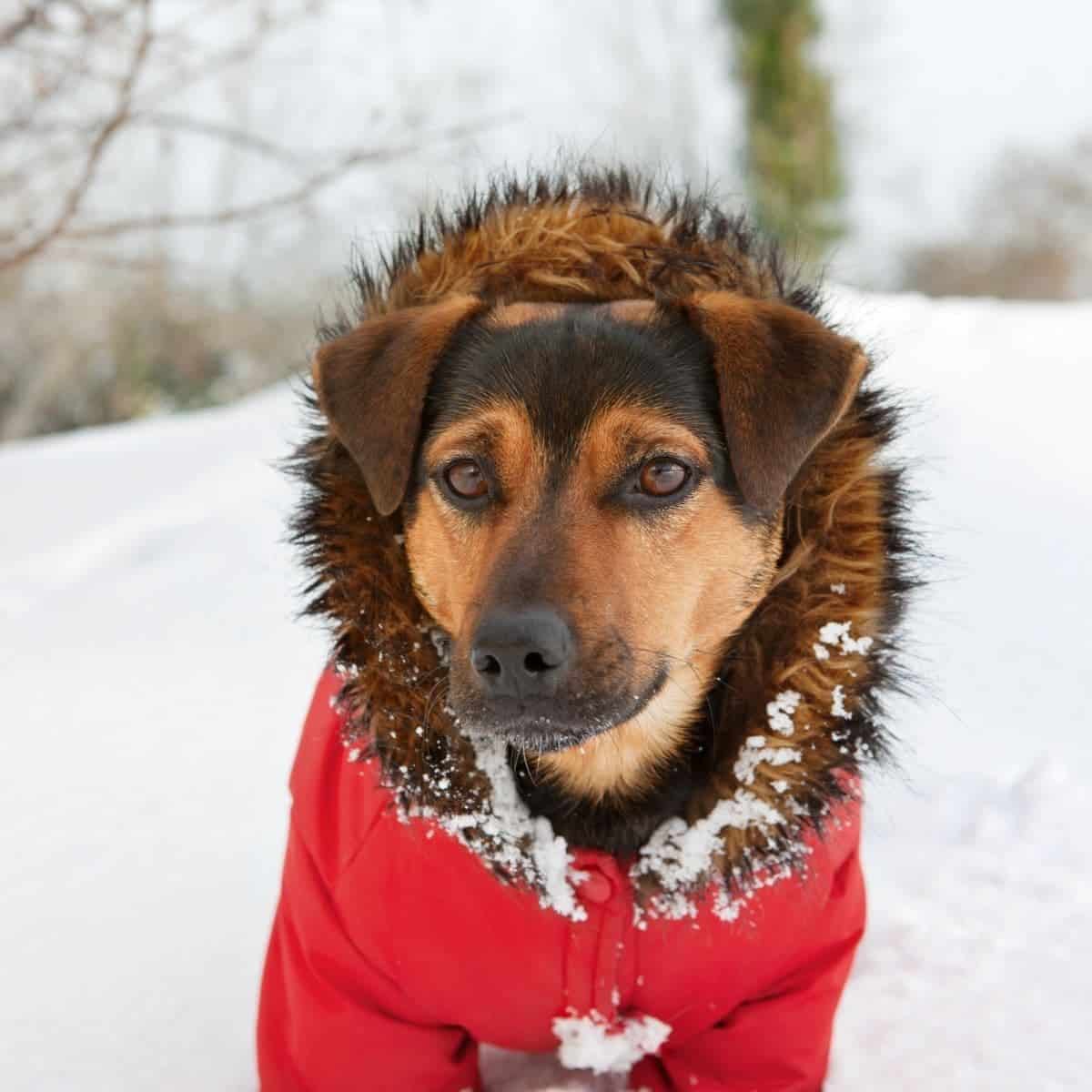 dogs in winter coat