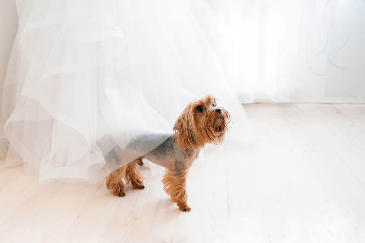 dogs in your wedding